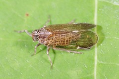 Melanoliarus placitus