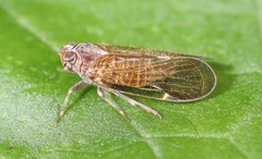 Melanoliarus placitus