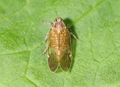 Melanoliarus placitus