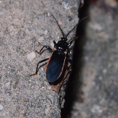 Ectrychotes andreae
