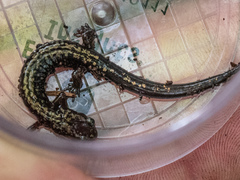 Plethodon welleri