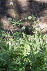 Valeriana californica