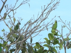 Graydidascalus brachyurus