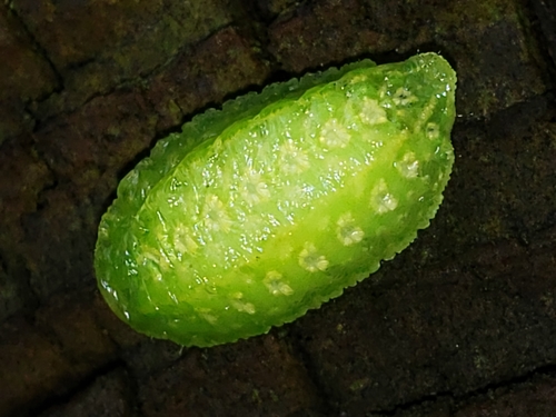 Yellow-shouldered Slug Moth photo 4