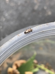 Phlegyas abbreviatus