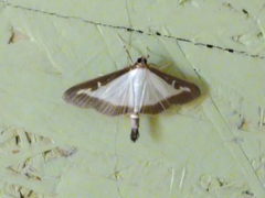 Cydalima perspectalis