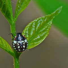 Nezara viridula