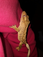 Correlophus