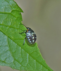 Nezara viridula