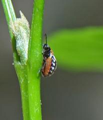 Nezara viridula