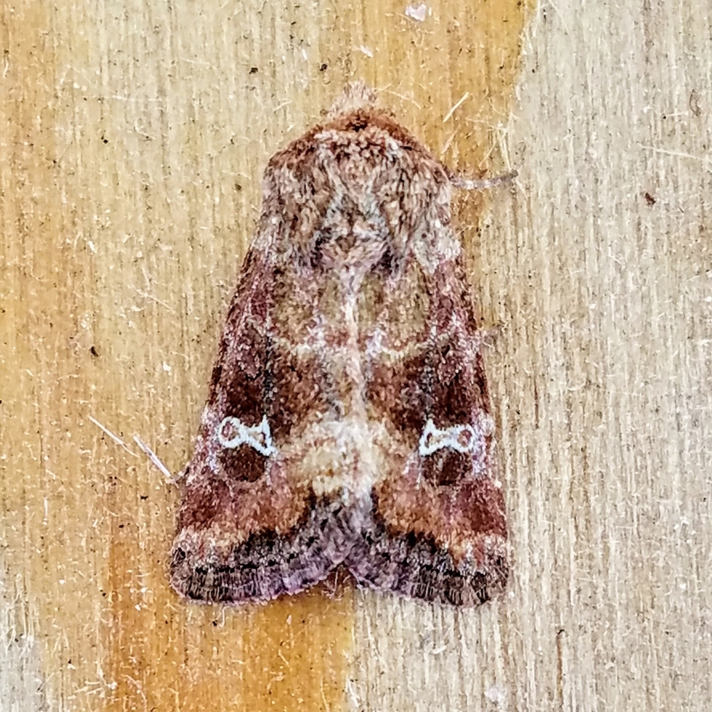 Brown Arches Moth