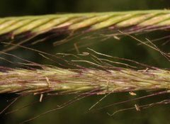 Trichloris pluriflora