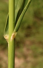 Trichloris pluriflora