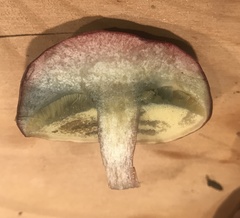 Boletus patrioticus