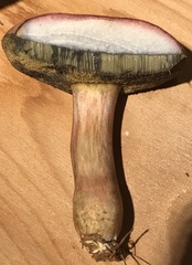 Boletus patrioticus