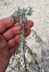 Indigofera lindheimeriana