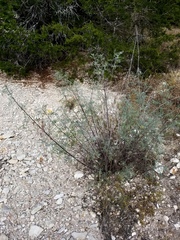 Indigofera lindheimeriana