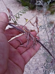 Indigofera lindheimeriana