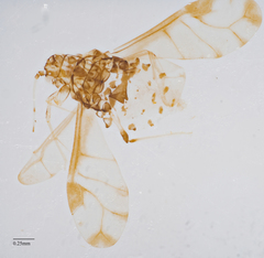 Sarucallis kahawaluokalani