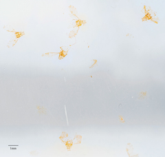 Sarucallis kahawaluokalani