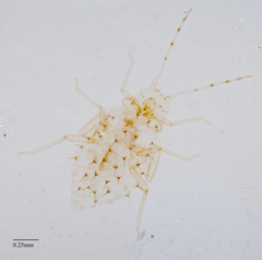 Sarucallis kahawaluokalani