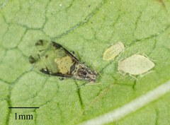 Sarucallis kahawaluokalani