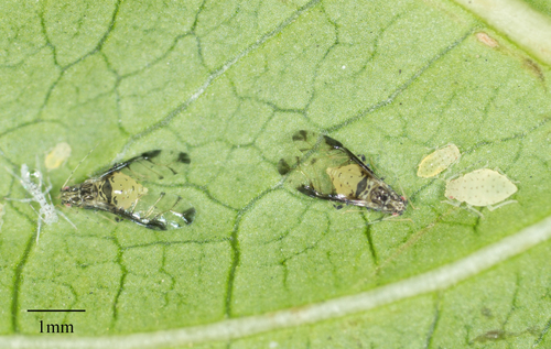 Crapemyrtle Aphid photo 2