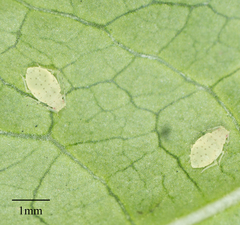 Sarucallis kahawaluokalani