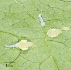 Sarucallis kahawaluokalani