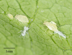 Sarucallis kahawaluokalani