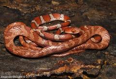 Imantodes gemmistratus