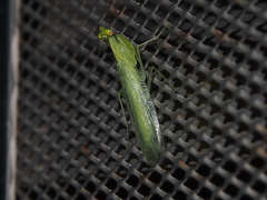 Tropidomantis gressitti