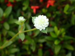 Gomphrena serrata