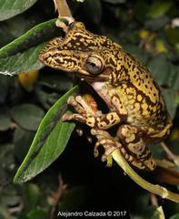 Triprion spatulatus