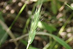 Elymus villosus villosus