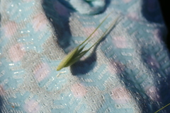 Elymus villosus villosus