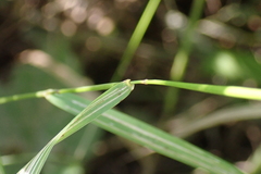 Elymus villosus villosus