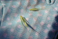 Elymus villosus villosus