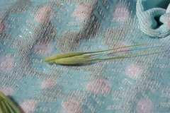 Elymus villosus villosus
