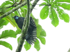Gymnoderus foetidus