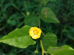 Wissadula parvifolia
