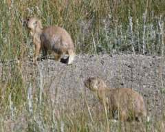 Cynomys parvidens