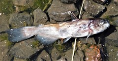 Ameiurus nebulosus