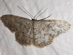 Idaea typicata