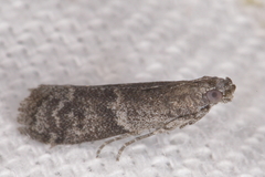 Pyla fusca