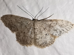 Idaea typicata