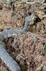 Nerodia fasciata image