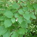 Viburnum dentatum lucidum - Photo (c) Sequoia Janirella Wrens,  זכויות יוצרים חלקיות (CC BY-NC), הועלה על ידי Sequoia Janirella Wrens