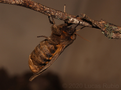 Paracles fusca