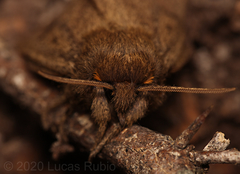 Paracles fusca